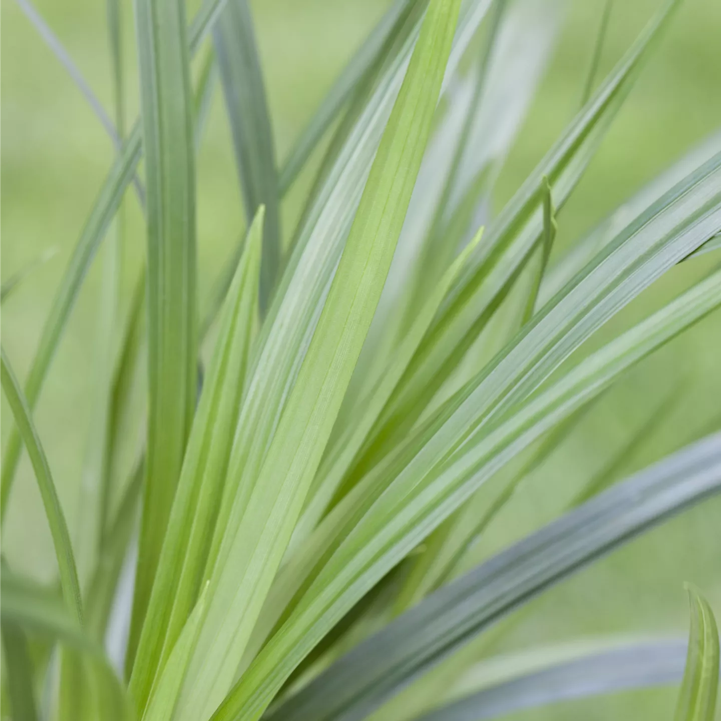 Carex foliosissima 'Irish Green'