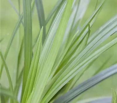 Grüne Garten-Segge Grüne Garten-Segge