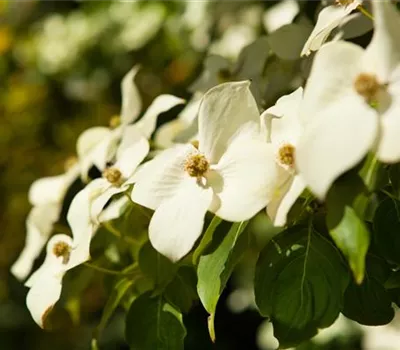 Chinesischer Blüten-Hartriegel