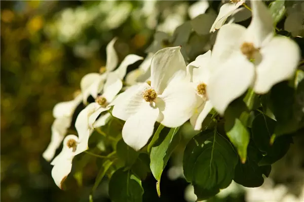 Cornus kousa chinensis Chinesischer Blüten-Hartriegel