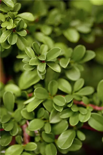 Cotoneaster dammeri 'Frieders Evergreen' Teppich-Zwergmispel