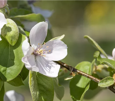 Quitte 'Portugiesische Birnenquitte' Quitte 'Portugiesische Birnenquitte'
