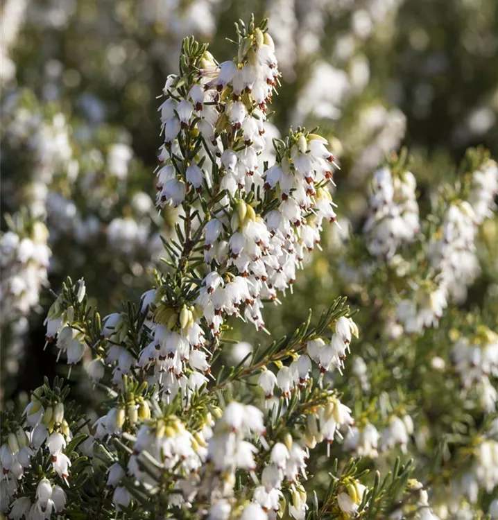 Winterbl.Heide 'White Spring Surprise' -S-