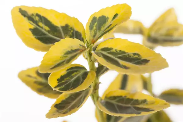 Euonymus fortunei 'Emerald'n Gold' Goldbunter Kriechspindel