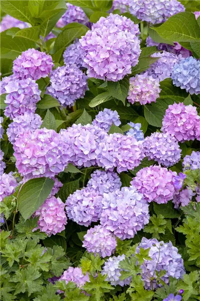 Hydrangea m. 'Endless Summer'  -R- Gartenhortensie 'Endless Summer'