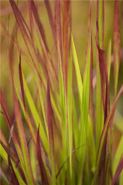 Imperata cylindrica var.koenig.'Red Baron' Japanisches Blutgras