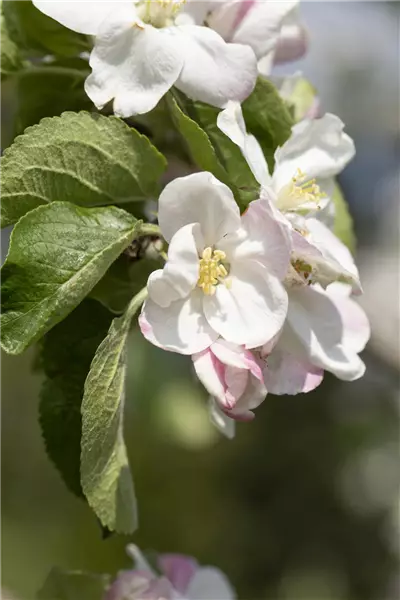 Malus 'Jakob Lebel'                    CAC Apfel Jakob Lebel