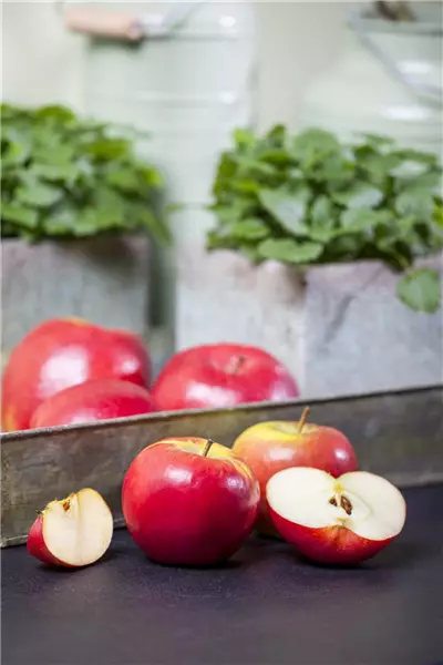 Malus 'Topaz'  -S-                     CAC Apfel Topaz