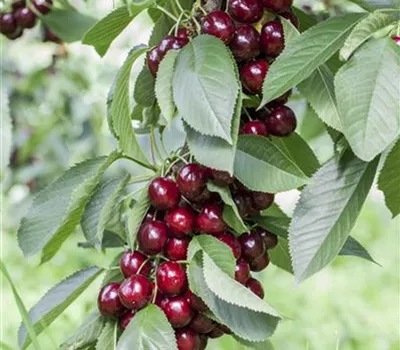 Sebstfruchtbare Kirsche `Lapins´ Sebstfruchtbare Kirsche `Lapins´