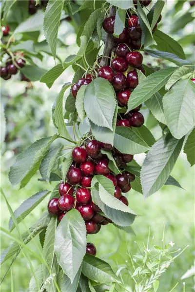 Prunus av.'Lapins'                     CAC Sebstfruchtbare Kirsche `Lapins´