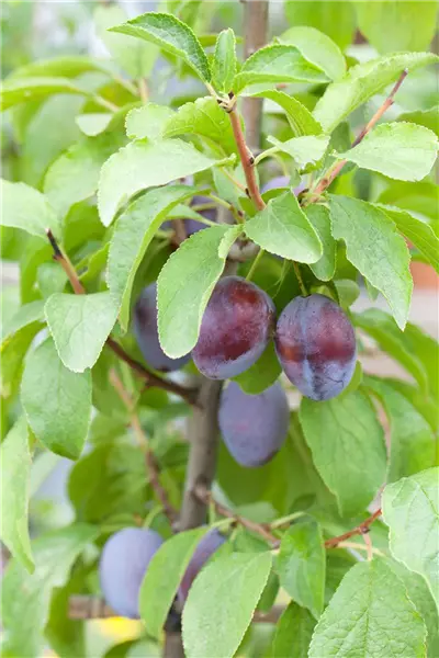 Prunus dom.'Hanita'  -S-               CAC Zwetsche `Hanita´