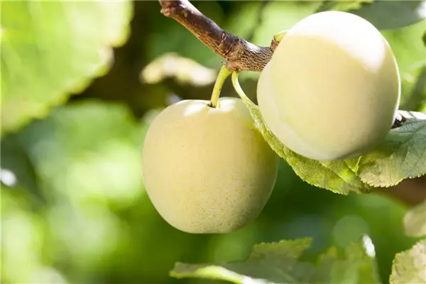 Prunus ital.'Oullins Reneklode'        CAC Reneklode