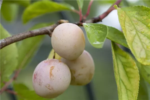 Prunus syr.'Von Nancy'                 CAC Mirabelle von Nancy