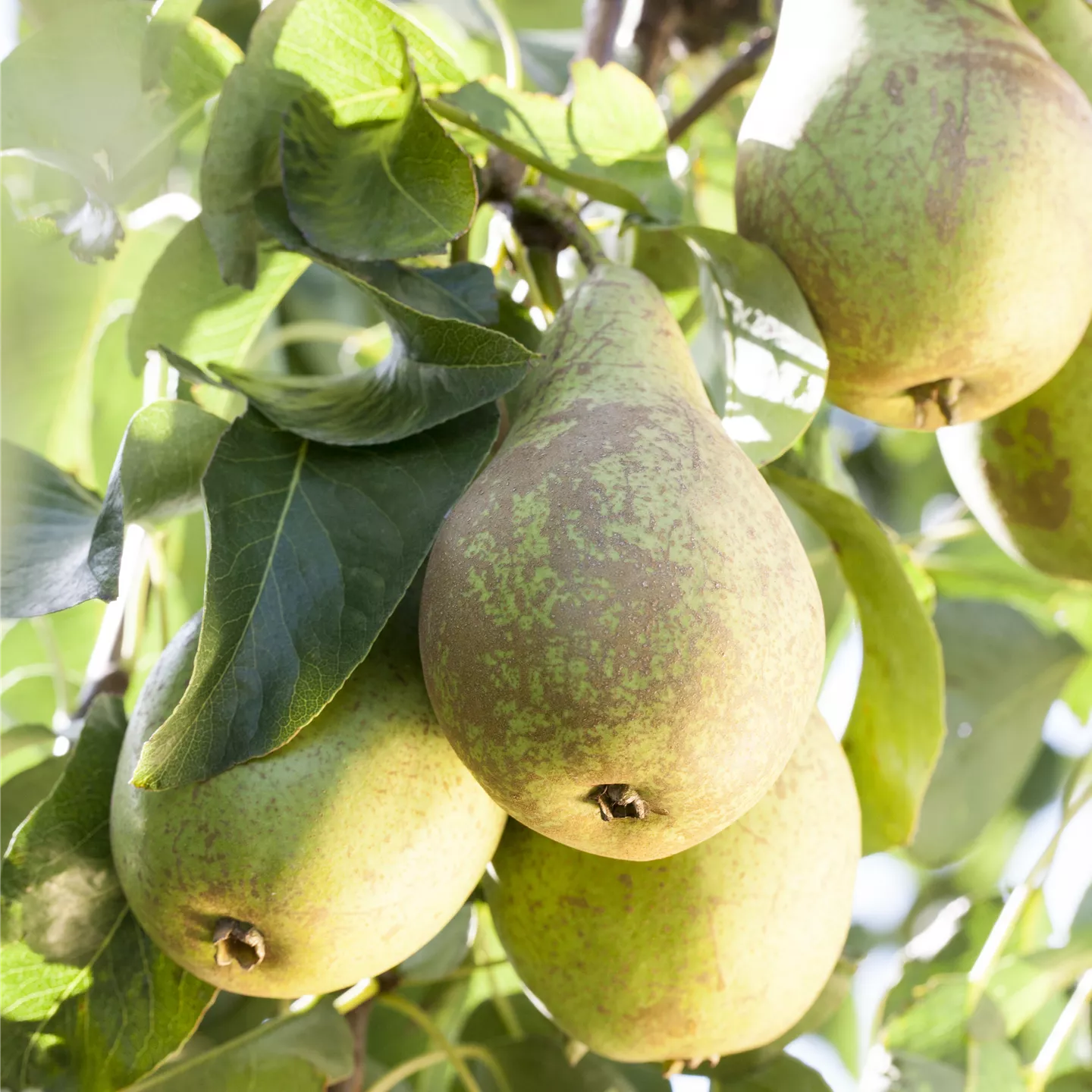 Pyrus com.'Conferencebirne' CAC Pyrus com.'Conferencebirne' CAC