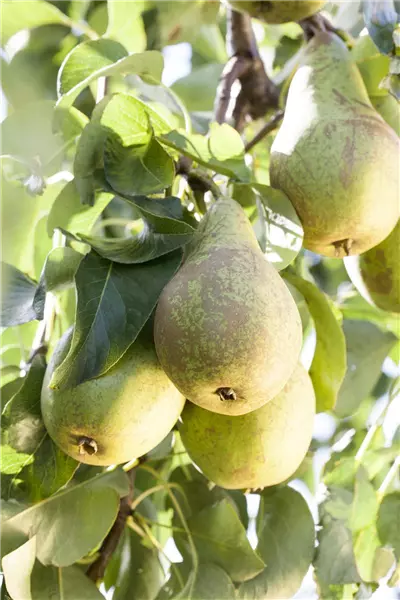 Pyrus com.'Conferencebirne'            CAC Birne