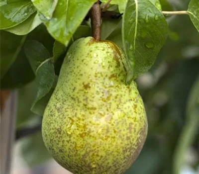 Birne 'Williams Christbirne'