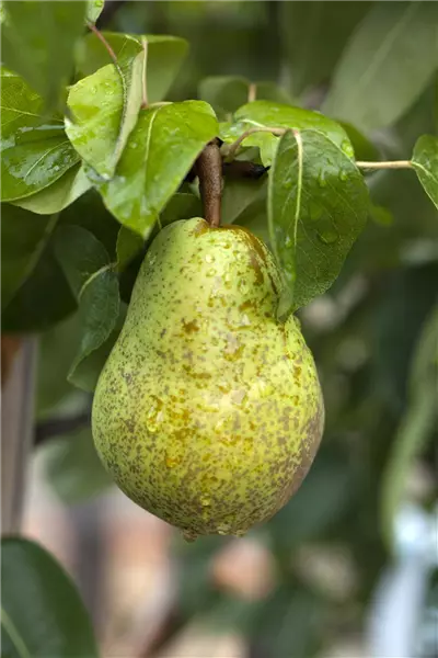 Pyrus com.'Williams Christbirne'       CAC Birne 'Williams Christbirne'