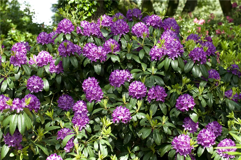 Rhododendron Hybr.'Catawb. Grandiflorum', Rhododendron-Hybride  'Catawb.Grandiflorum' im Pflanzenshop