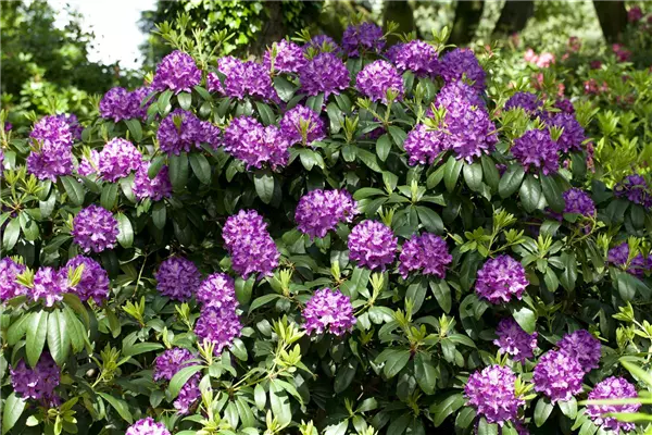 Rhododendron Hybr.'Catawb. Grandiflorum' Rhododendron-Hybride 'Catawb.Grandiflorum'