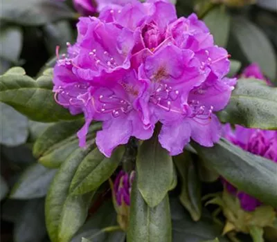 Rhododendron-Hybride 'Lee's Dark Purple'