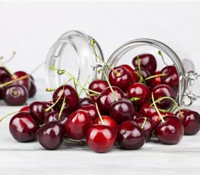 Süßkirsche mit 4 Sorten Süßkirsche mit 4 Sorten