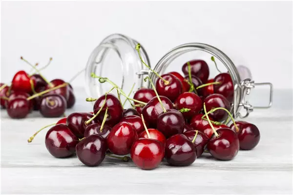 Prunus av. Familie Süßkirsche mit 4 Sorten