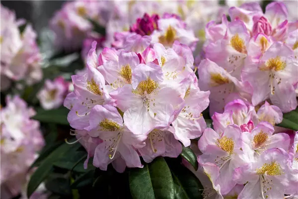 Rhododendron Hybr.'Brigitte' Rhododendron-Hybride 'Brigitte'