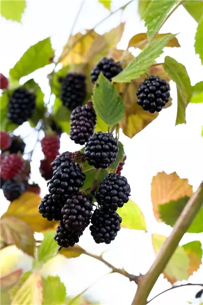Rubus frut.'Navaho'  -R-               CAC Brombeere 'Navaho'  -S-