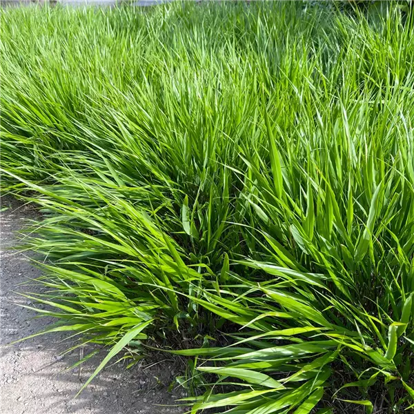 Hakonechloa macra Japan-Berggras