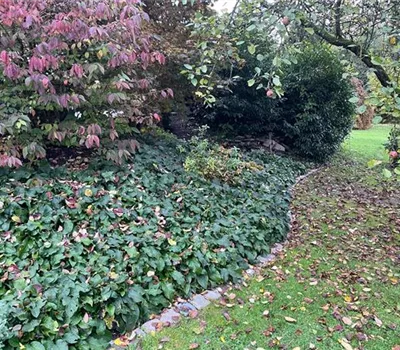 Flacher Kaukasus-Beinwell