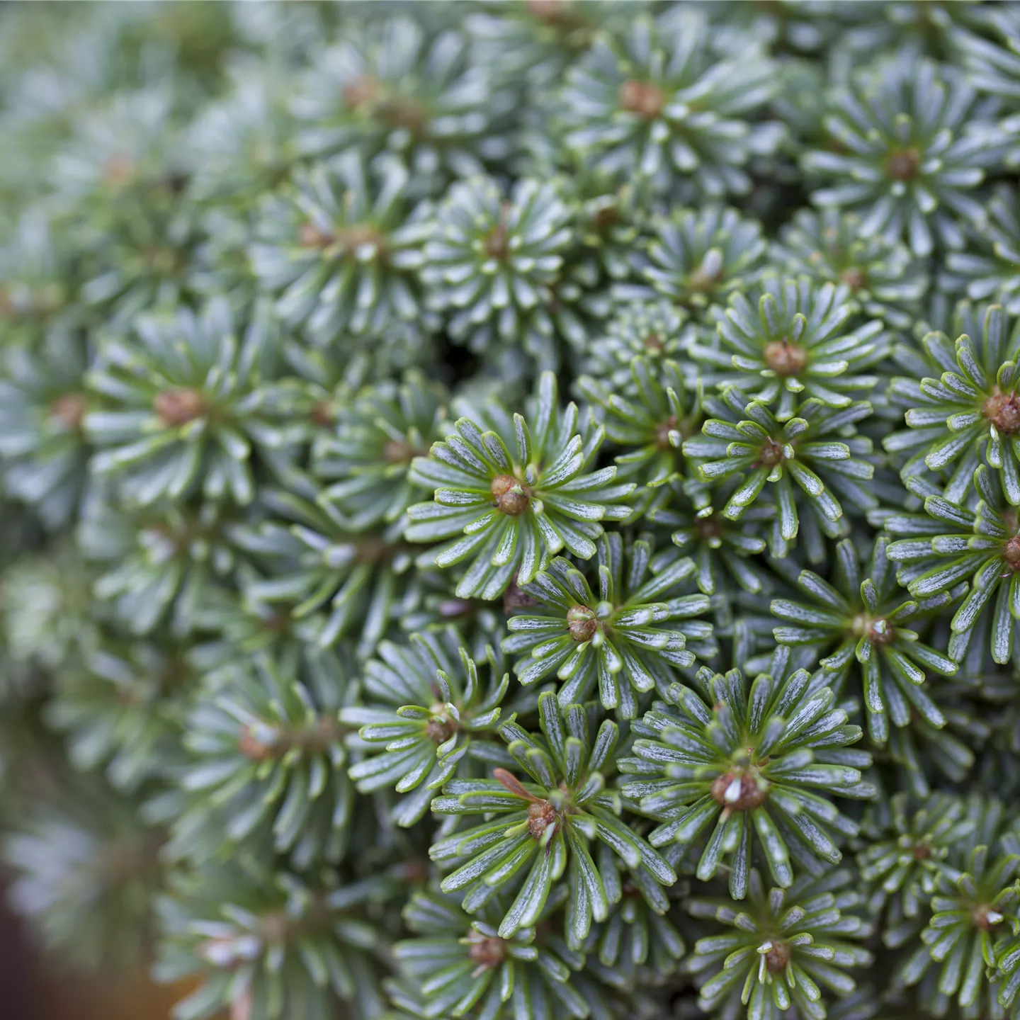 Abies koreana 'Blauer Pfiff'