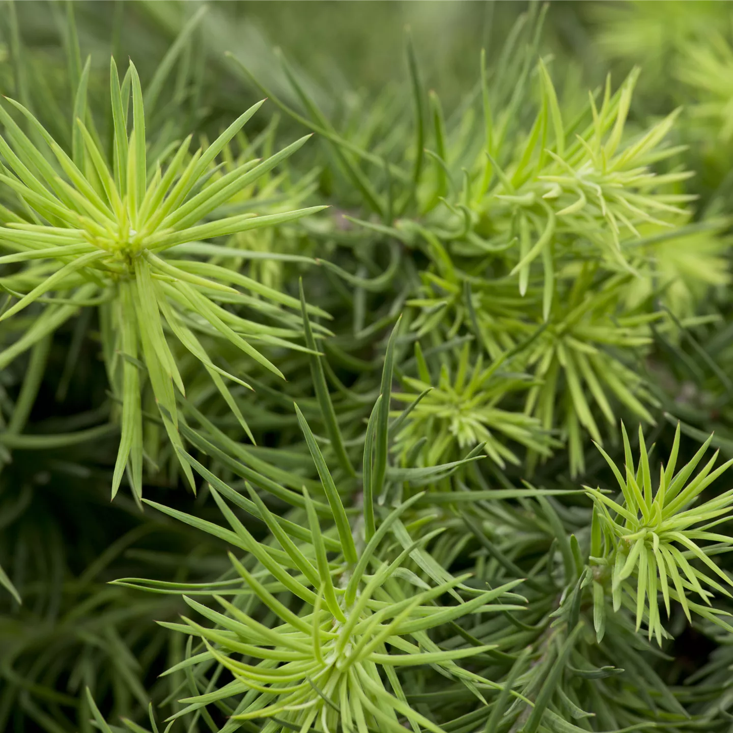 Larix kaempferi