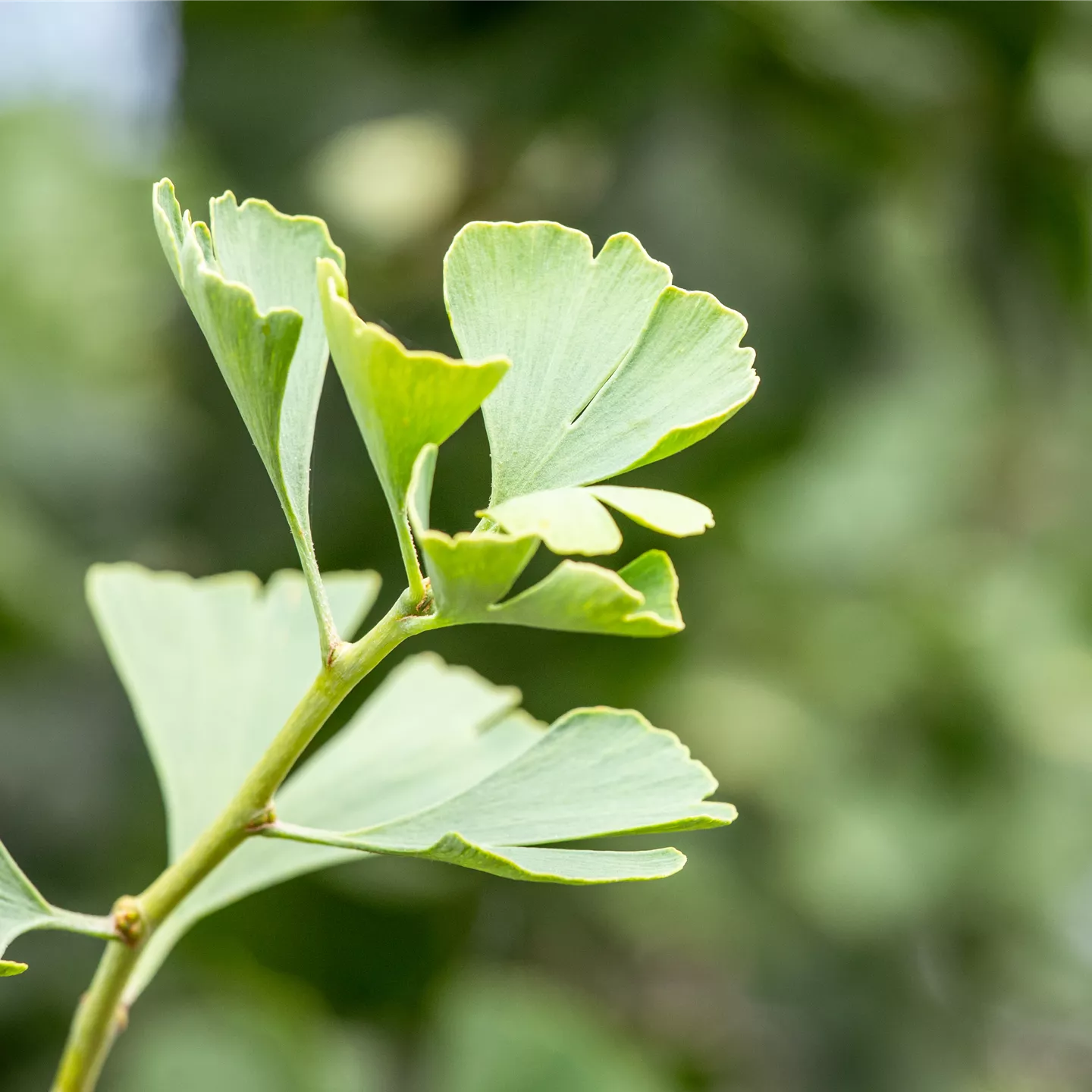 Ginkgo biloba 'Baldi'