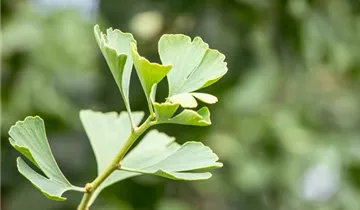 Bildvorschau
