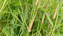 Fargesia murieliae 'Green Lion' -R-, Grasgrner Mhnenbambus im Pflanzenshop