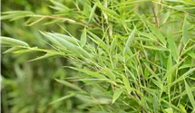 Fargesia murieliae 'Green Lion' -R-, Grasgrner Mhnenbambus im Pflanzenshop