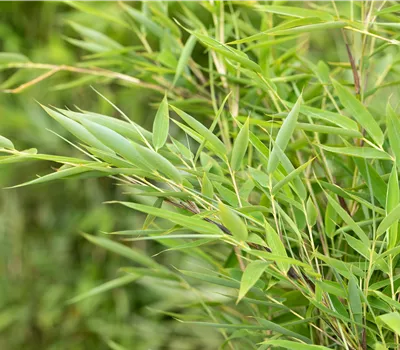 Grasgrüner Mähnenbambus Grasgrüner Mähnenbambus