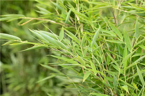 Fargesia murielae 'Green Lion'  -R- Grasgrüner Mähnenbambus
