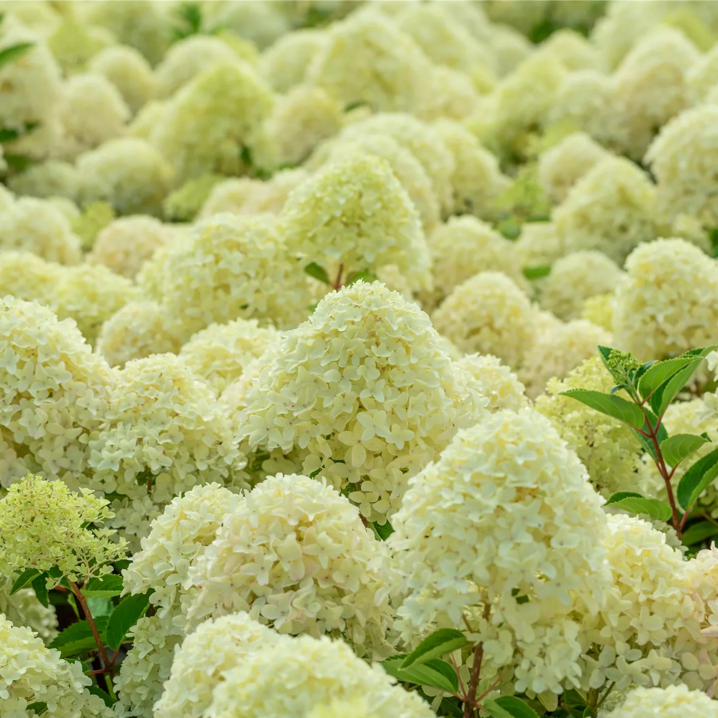 Hydrangea panic. 'Whitelight' -R-