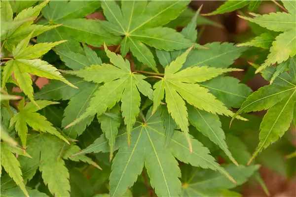 Acer palmatum 'Little Princess' Fächerahorn