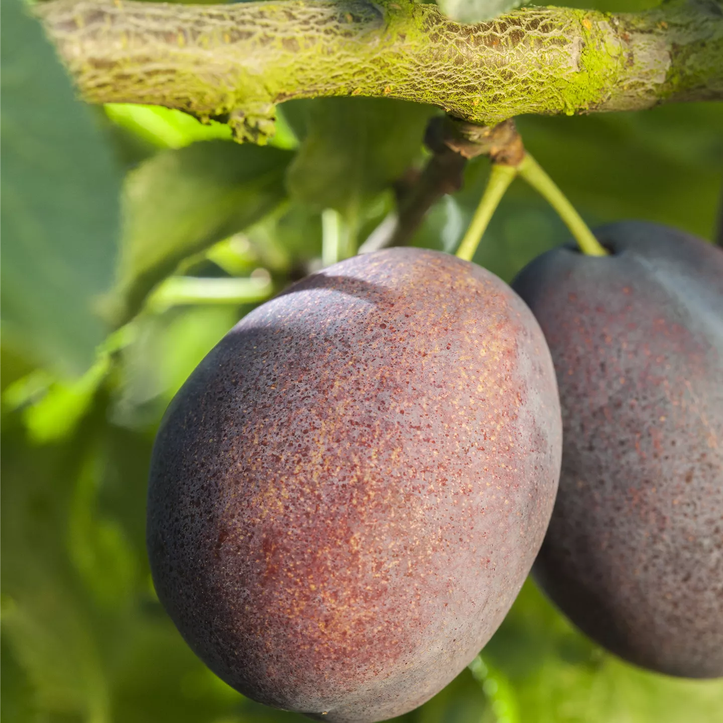 Prunus dom.'Haroma' -S- CAC