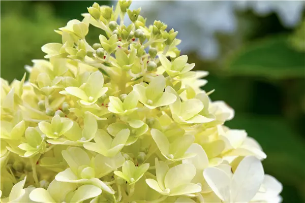 Hydrangea panic. 'Skyfall'  -R- Rispenhortensie 'Skyfall'  -R-