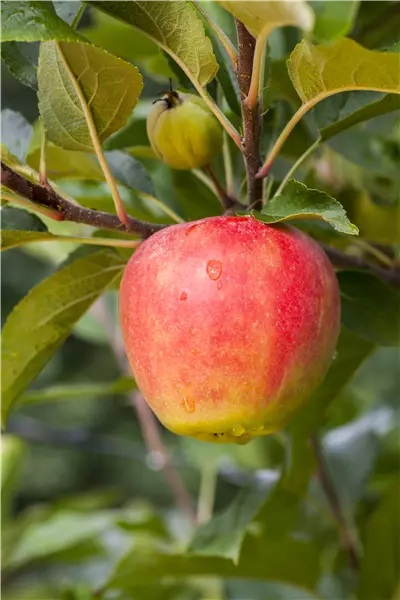 Malus 'Rebella'  -S-                   CAC Apfel 'Rebella'