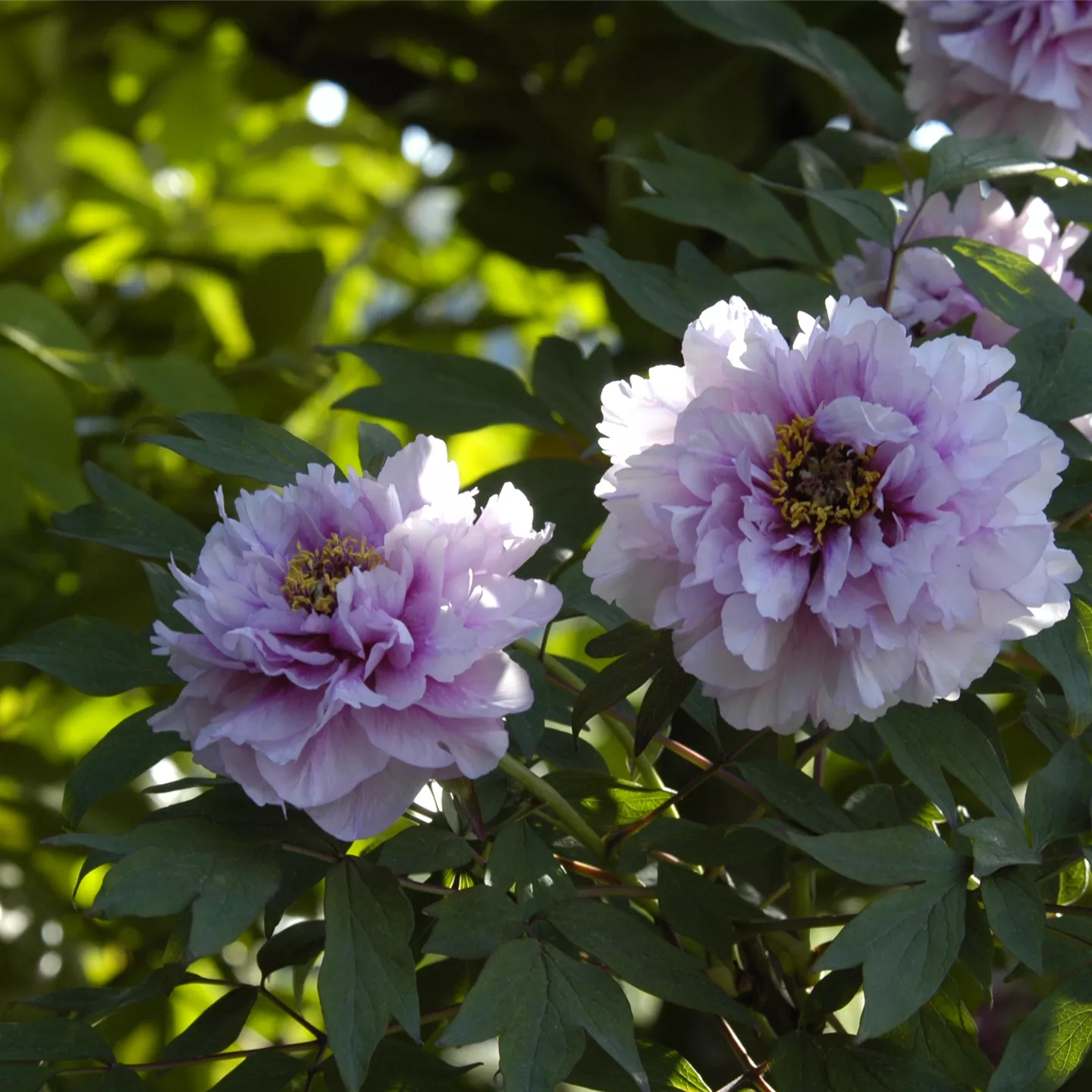 Paeonia x itoh in Sorten