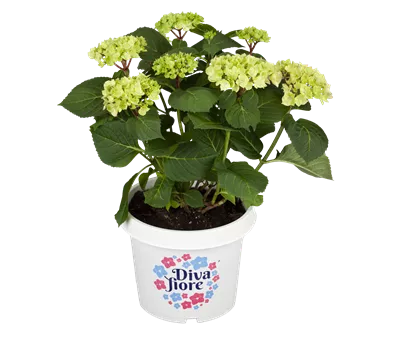 Gartenhortensie Diva Fiore in Farben Gartenhortensie Diva Fiore in Farben