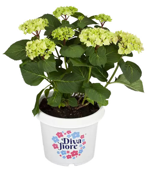 Hydrangea m. 'Diva Fiore'  -R- Gartenhortensie Diva Fiore in Farben