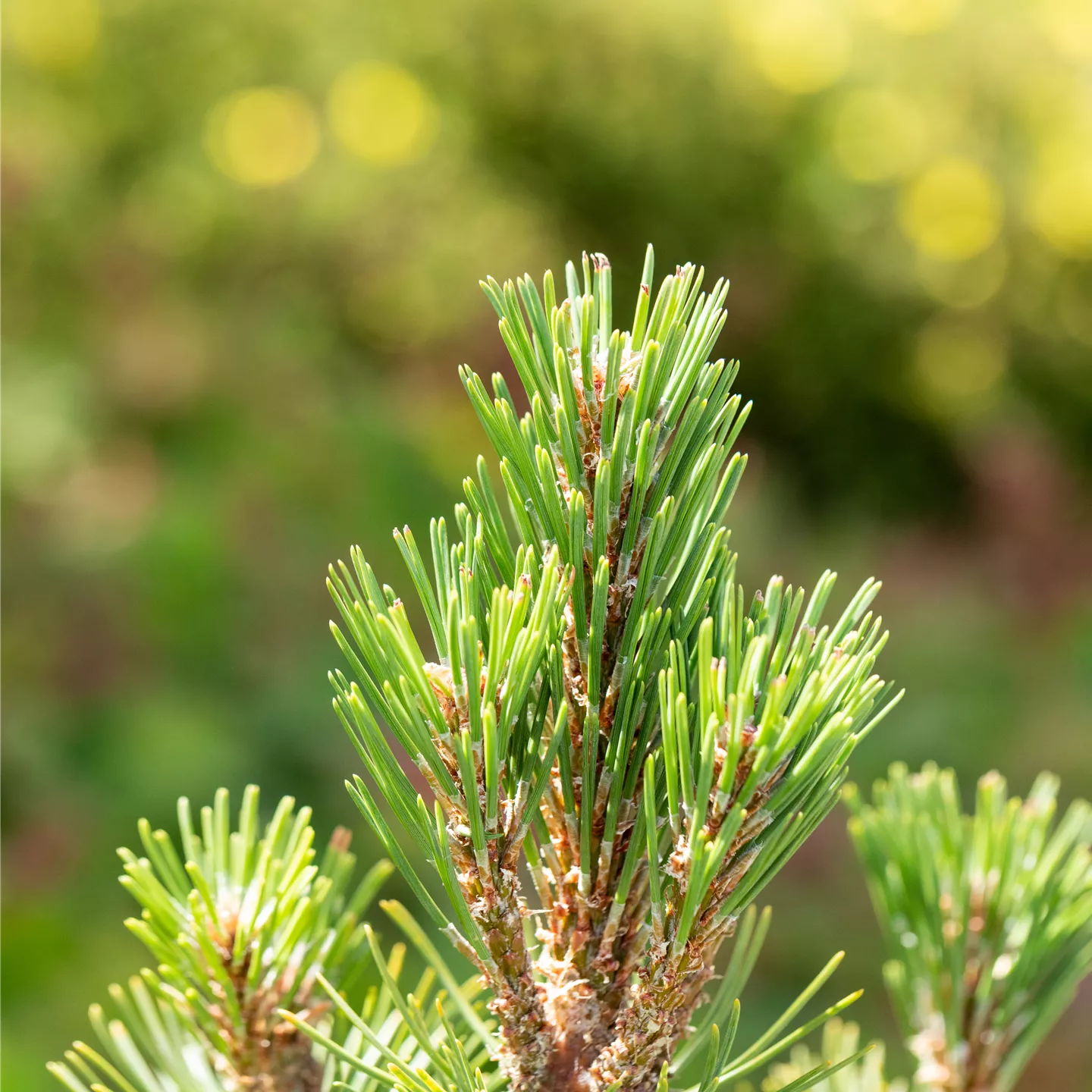 Pinus mugo 'Columbo'
