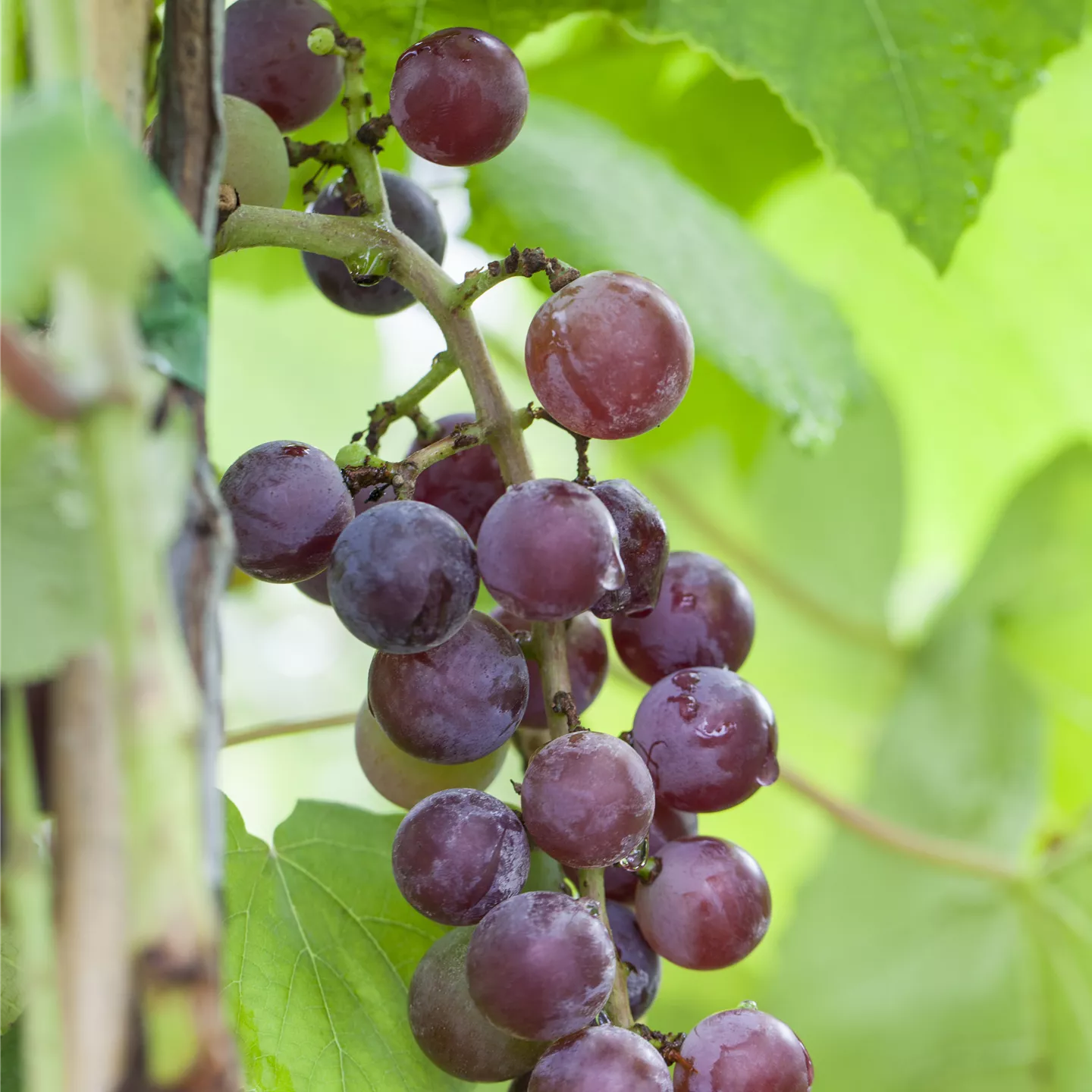 Vitis 'Katharina' -R-