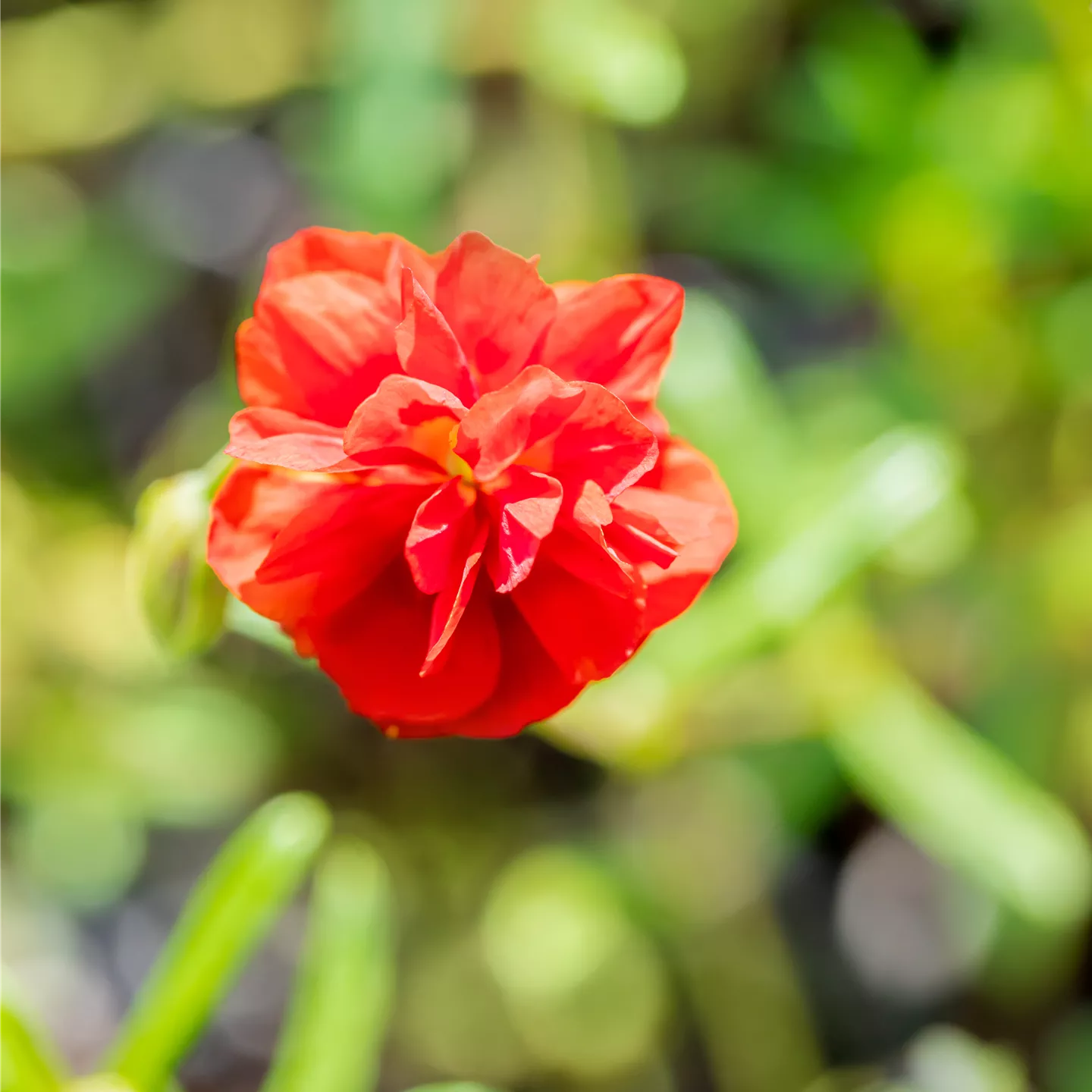 Helianthemum x cult.'Rubin'