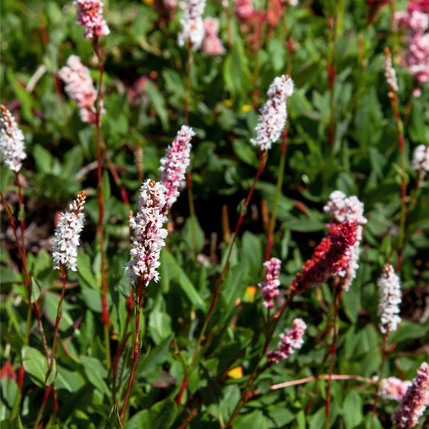 Persicaria affinis 'Kabouter'
